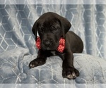 Small Photo #9 Great Dane Puppy For Sale in LAKELAND, FL, USA