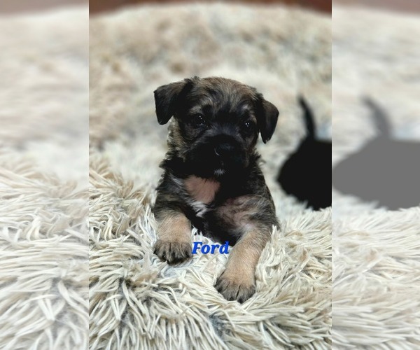Medium Photo #1 Pug-Unknown Mix Puppy For Sale in Mission Viejo, CA, USA