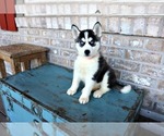 Small Photo #8 Pomsky Puppy For Sale in ADOLPHUS, KY, USA