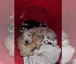 Small Photo #2 Great Dane Puppy For Sale in MIMS, FL, USA
