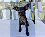 Small #1 Mutt
