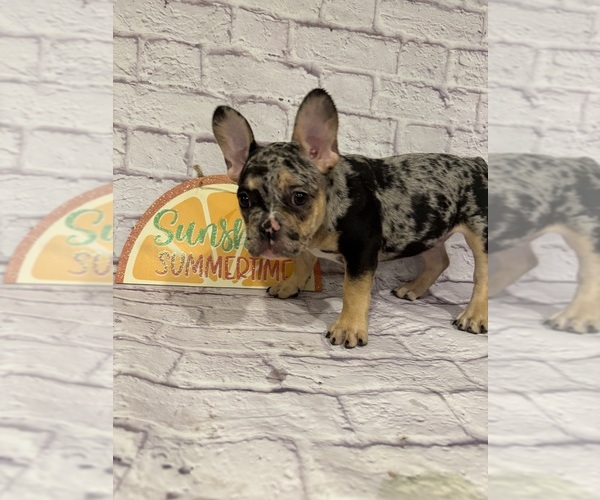 Medium Photo #5 French Bulldog Puppy For Sale in ELKHORN, WI, USA