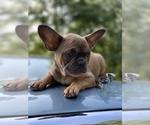 Small Photo #7 French Bulldog Puppy For Sale in BUSHKILL, PA, USA