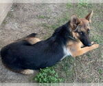 Small #1 German Shepherd Dog