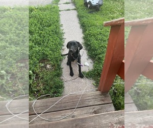 German Shorthaired Lab Puppy for sale in TOLONO, IL, USA