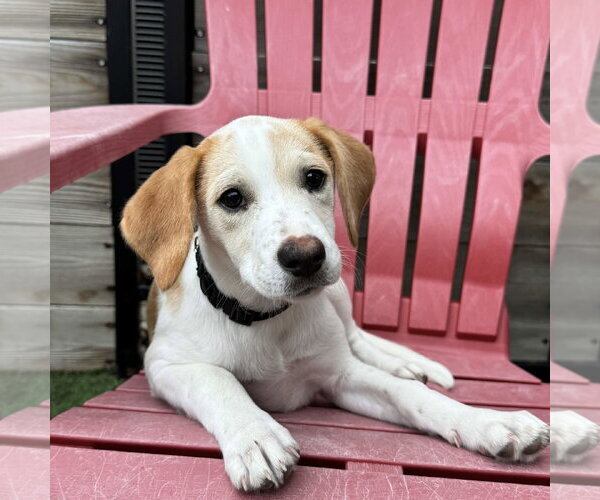 Medium Photo #11 Beagle-Colonial Cocker Spaniel Mix Puppy For Sale in Fort Worth, TX, USA