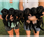 Litter of 5 - Male(s) and Female(s) Labrador RetrieverLitter of Puppies for Sale - Small photo
