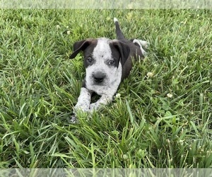 American Pit Bull Terrier Puppy for Sale in BROOKLINE, Missouri USA