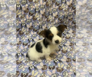 Biewer Terrier Puppy for sale in MONTGOMERY, AL, USA