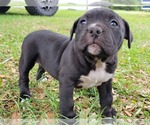 Small Photo #3 American Bully Puppy For Sale in TRENTON, FL, USA