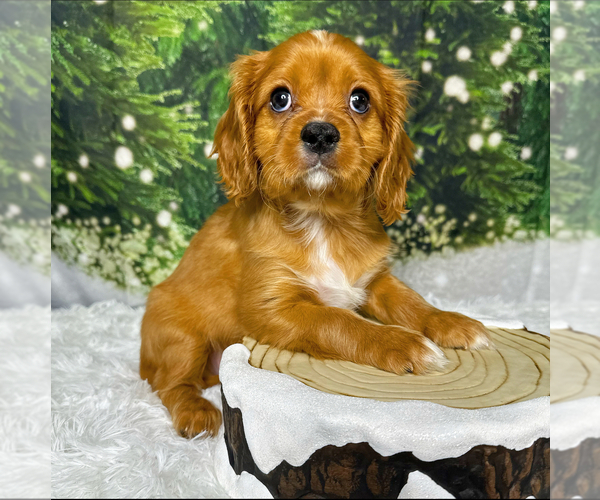 Medium Photo #1 Cavalier King Charles Spaniel Puppy For Sale in FREMONT, CA, USA