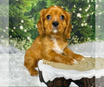 Small Photo #1 Cavalier King Charles Spaniel Puppy For Sale in FREMONT, CA, USA