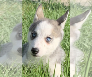 Siberian Husky Puppy for sale in ROYAL PALM BEACH, FL, USA