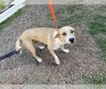 Small Labrador Retriever Mix