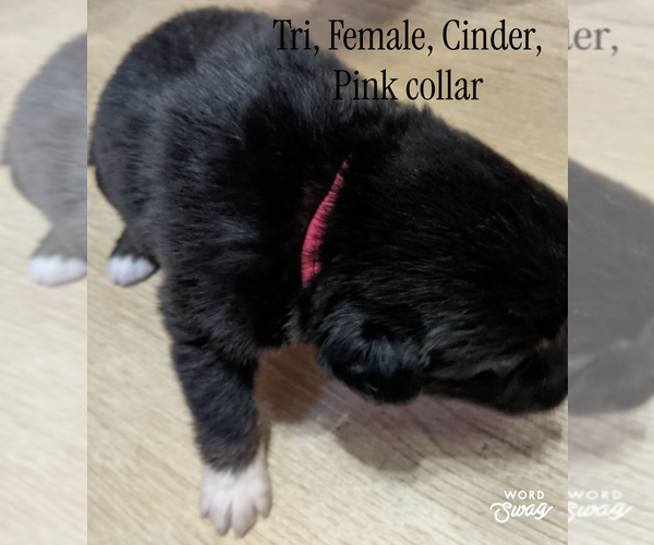 Medium Photo #7 Aussiedoodle Puppy For Sale in ONAWAY, MI, USA