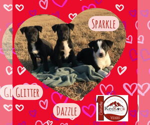 Chihuahua Mix Dog for Adoption in Walnutport, Pennsylvania USA