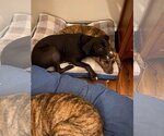 Small #3 Labrador Retriever Mix