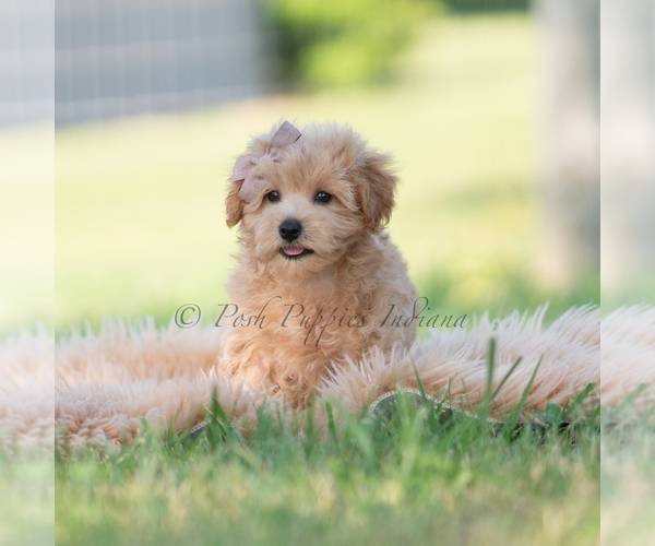 Medium Photo #53 Maltipoo (Miniature) Puppy For Sale in WARSAW, IN, USA