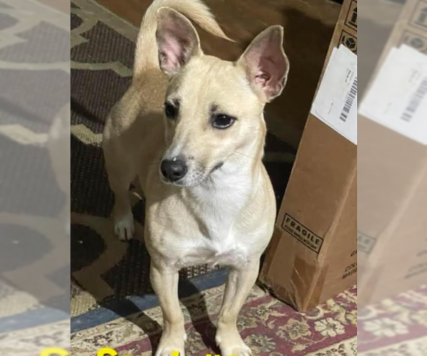 Medium Photo #4 Chiweenie Puppy For Sale in Cranston, RI, USA