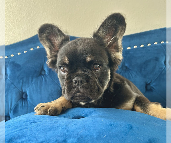 Medium Photo #3 French Bulldog Puppy For Sale in SEALY, TX, USA