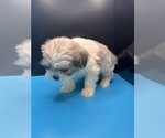 Small Photo #20 Maltipoo-Shih Tzu Mix Puppy For Sale in SAINT AUGUSTINE, FL, USA