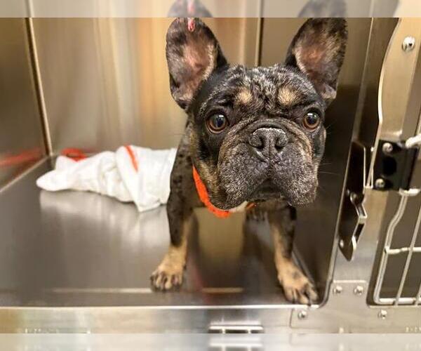 Medium Photo #1 French Bulldog Puppy For Sale in Orange, CA, USA