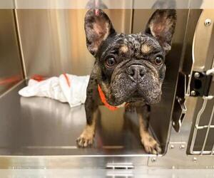 French Bulldog Dogs for adoption in Orange, CA, USA