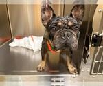 Small French Bulldog