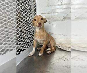 Chihuahua Dogs for adoption in Bakersfield, CA, USA