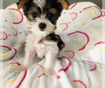 Puppy Puppy 5 Yorkshire Terrier