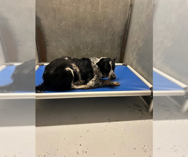 Medium Photo #1 Mutt Puppy For Sale in Conroe, TX, USA