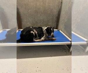 Mutt Dogs for adoption in Conroe, TX, USA