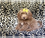 Small #5 ShihPoo