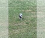 Small Photo #5 French Bulldog Puppy For Sale in NORTH MYRTLE BEACH, SC, USA