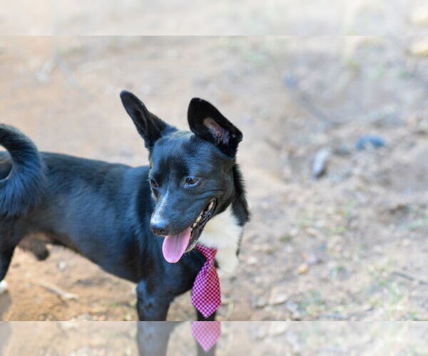 Medium Photo #4 Chihuahua-Unknown Mix Puppy For Sale in Mooresville, NC, USA