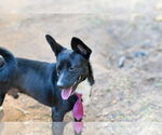 Small #3 Chihuahua Mix
