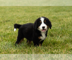 Bernese Mountain Dog Puppy for sale in SHIPSHEWANA, IN, USA