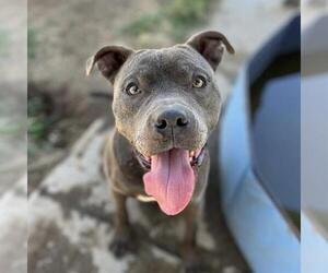 Mutt Dogs for adoption in Modesto, CA, USA