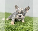 Small Photo #3 French Bulldog Puppy For Sale in SANTA ANA, CA, USA