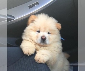 Chow Chow Puppy for sale in LONG BEACH, CA, USA
