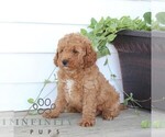 Small #2 Poodle (Miniature)