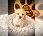 Small #4 Cockapoo (Toy)