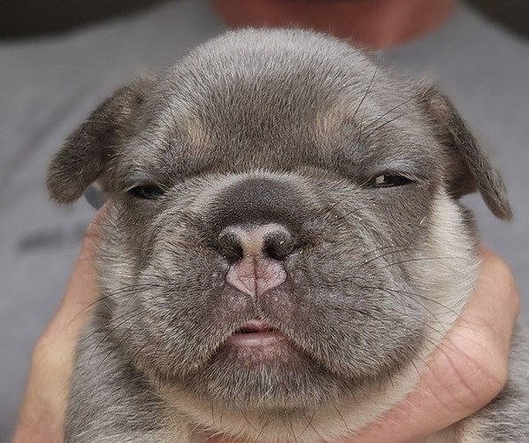 Medium Photo #20 French Bulldog Puppy For Sale in FENTON, MO, USA
