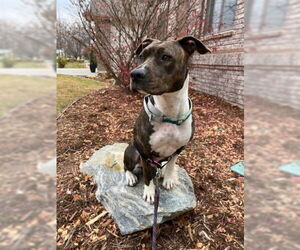 American Pit Bull Terrier-Unknown Mix Dogs for adoption in Fort Collins, CO, USA