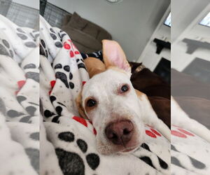 American Pit Bull Terrier-Unknown Mix Dogs for adoption in Sandy, UT, USA