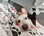 Small American Pit Bull Terrier Mix