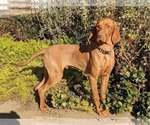 Small Photo #1 Vizsla Puppy For Sale in LOS GATOS, CA, USA