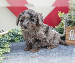 Small Photo #7 Miniature Labradoodle Puppy For Sale in MIDDLEBURY, IN, USA