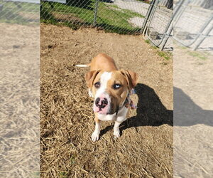 Squishy - Female Mutt Dog for Adoption - Photo #3