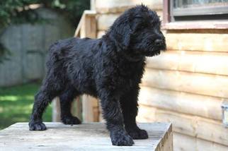 Medium Black Russian Terrier